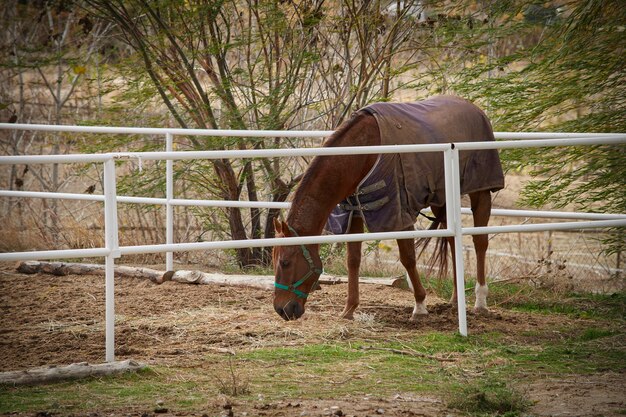 Belo cavalo marrom comendo palha