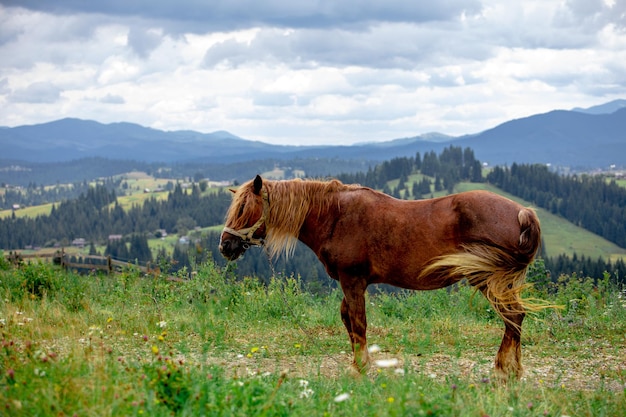 Belo cavalo marrom em montanhas arquivadas no lado do país de fundo