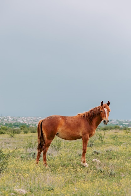 Belo cavalo marrom no pasto verde olhando para a câmera em um prado nublado