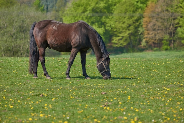 Belo cavalo marrom selvagem comendo grama em um prado perto da zona rural Garanhão equino pastando em um campo aberto com pastagem verde de primavera Animal desfrutando de campo de grama em um rancho ou fazenda de animais