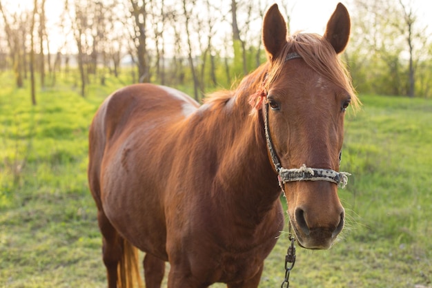 Belo cavalo pastando em um prado Retrato de um cavalo marrom