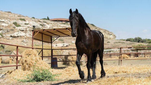 Belo cavalo preto gracioso em uma fazenda de Chipre em 2020