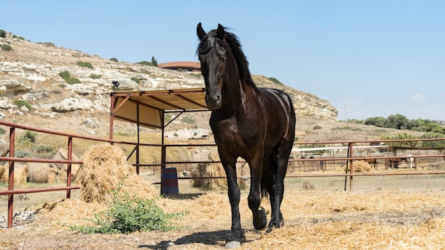 Belo cavalo preto gracioso em uma fazenda de Chipre em 2020