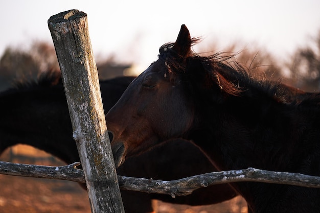 Belo cavalo puro-sangue marrom fica atrás do paddock de madeira e parece com olhos inteligentes