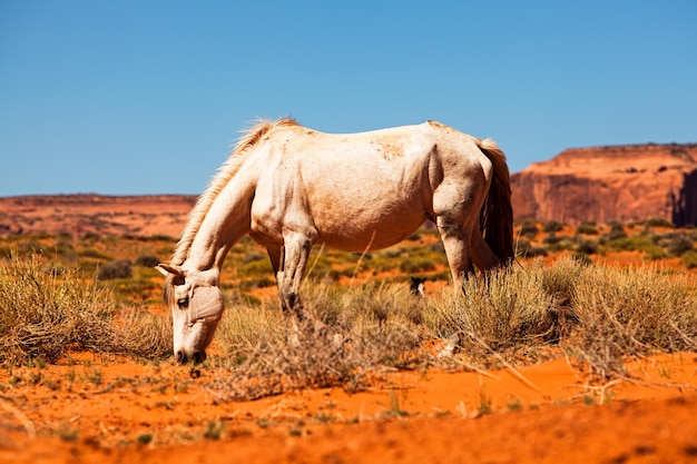 Belo cavalo selvagem no deserto Red Rock de Utah