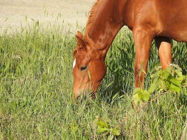 Belo cavalo selvagem no pasto