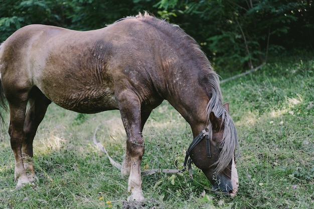 Belo cavalo velho correndo e parado na grama alta Retrato de um cavalo