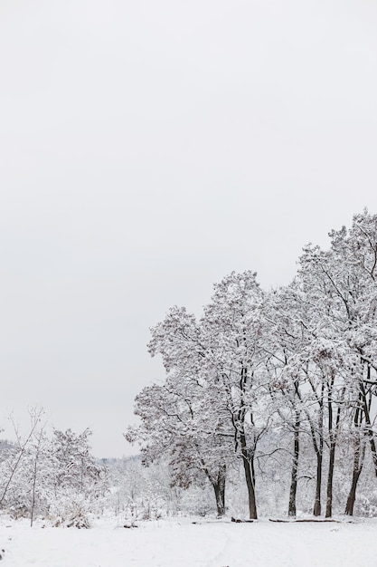 Belo cenário de bosques nevados Árvores cobertas de neve paisagem de inverno gelada Fundo de inverno