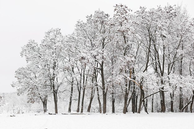 Belo cenário de bosques nevados Árvores cobertas de neve paisagem de parque de inverno gelado Papel de parede de inverno