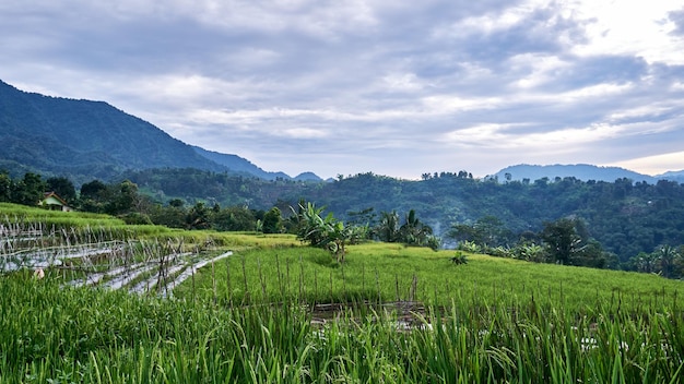 Belo cenário de campo de arroz com fundo de montanha