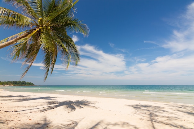 Belo cenário natural com praia, coqueiros e céu azul