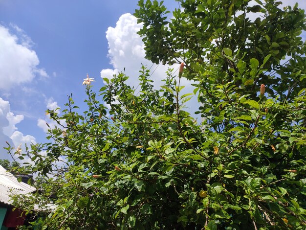 Belo céu natural e fundo de flores