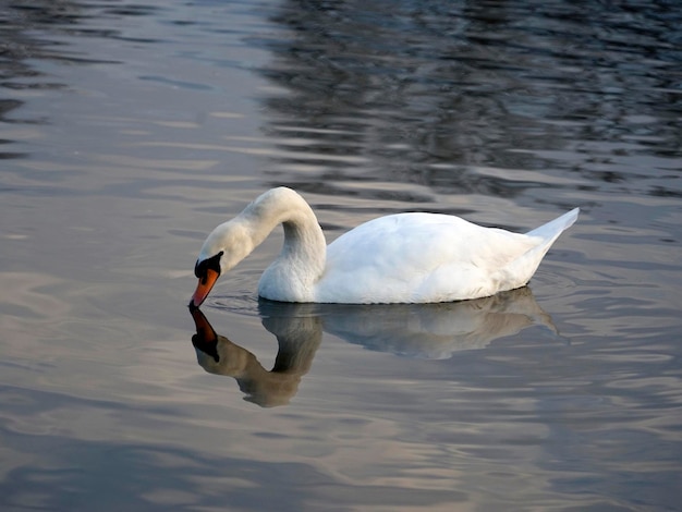 Belo cisne branco bebendo água na superfície da água com reflexo