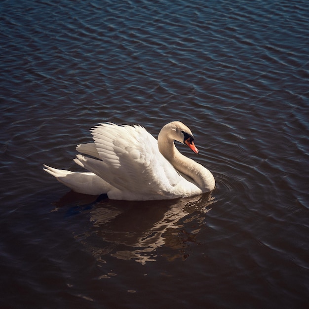 Belo cisne selvagem branco nobre flutuando no lago