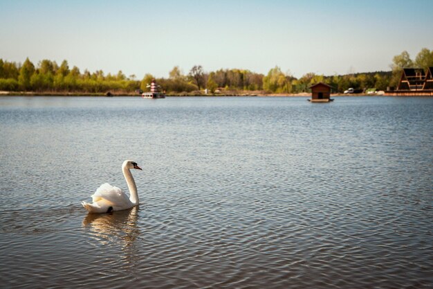 Belo cisne selvagem branco nobre flutuando no lago