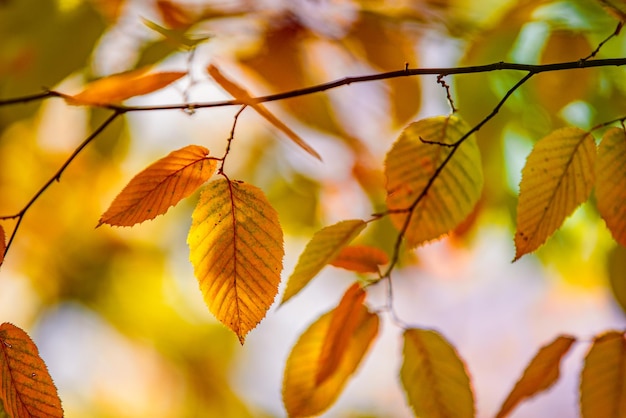 Belo close da natureza. Folhas de outono laranja douradas no parque, fundo natural de outono em paz