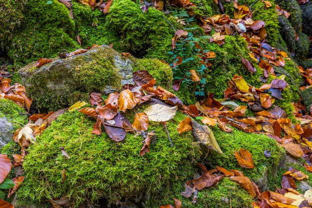 Belo close da natureza. Folhas de outono laranja douradas no parque, fundo natural do outono