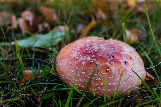 Belo close de cogumelos florestais em cogumelos da temporada de outono de grama e folhas na grama