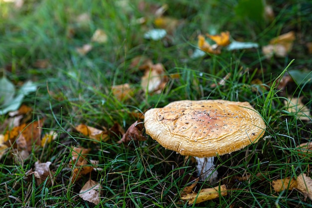 Belo close de cogumelos florestais em cogumelos da temporada de outono de grama e folhas na grama