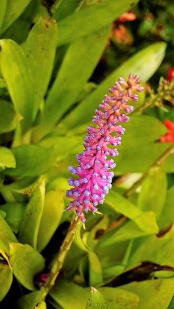 Foto belo close de flor da planta aechmea gamosepala, também conhecida como matchstick bromeliad, gotas de água doce no topo