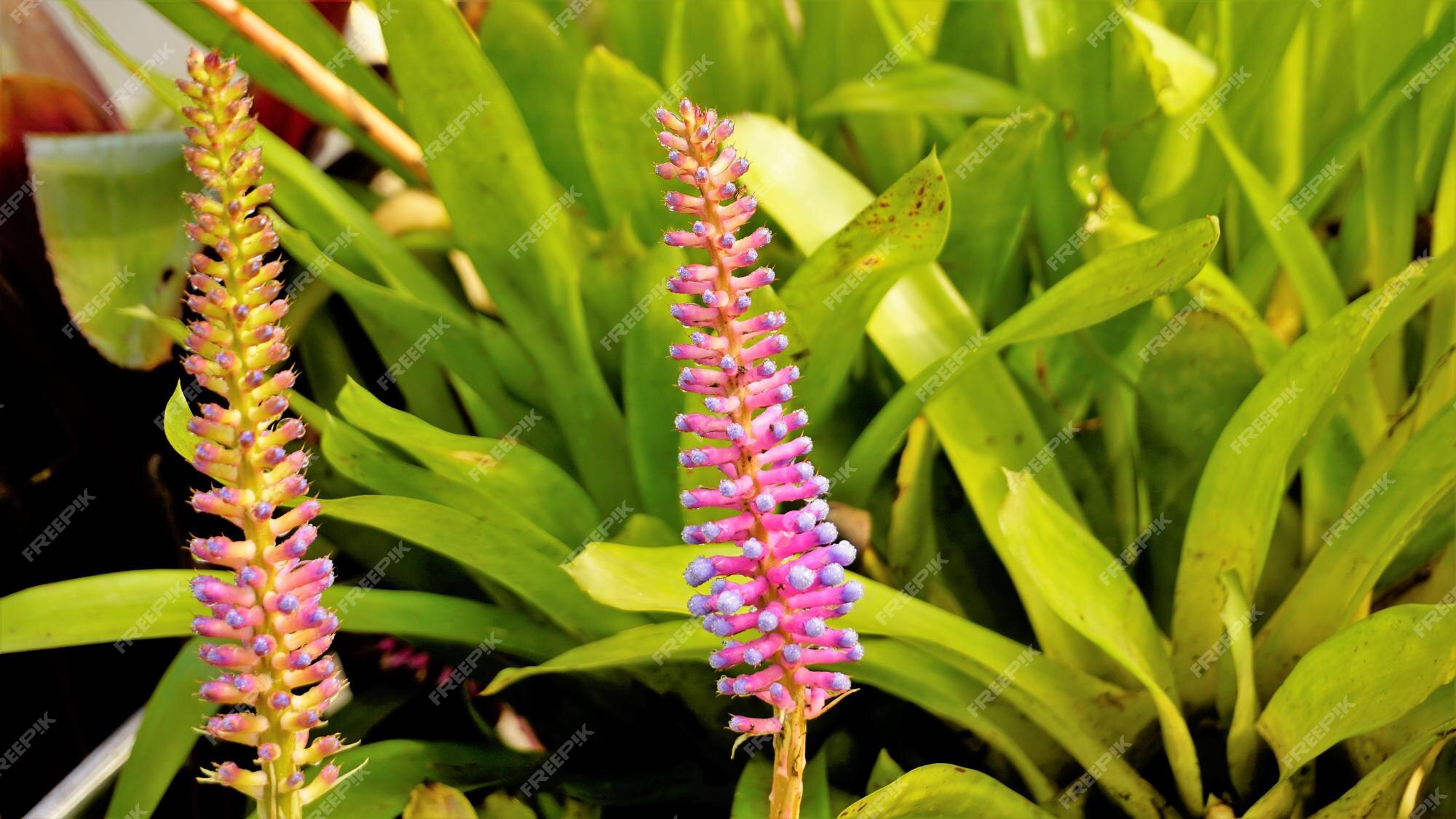 Belo close de flor da planta aechmea gamosepala, também conhecida como  matchstick bromeliad, gotas de água doce no topo | Foto Premium