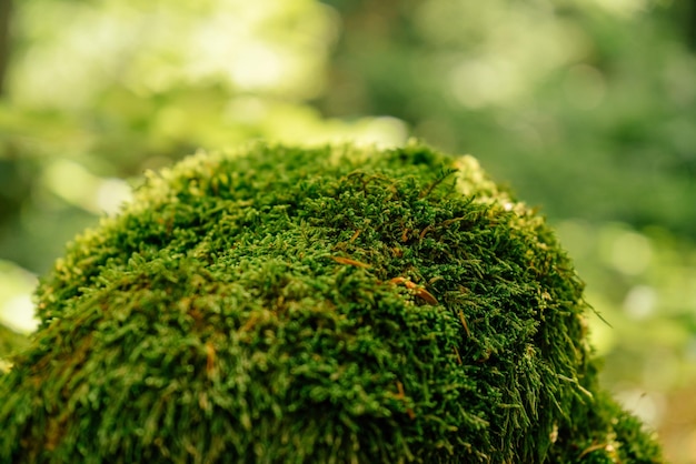 Belo close de musgo verde na casca de árvore Belo fundo de musgo para papel de parede