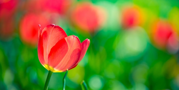 Belo close de tulipas vermelhas ensolaradas na natureza da primavera para design de cartão, Páscoa. Modelo de dia dos namorados