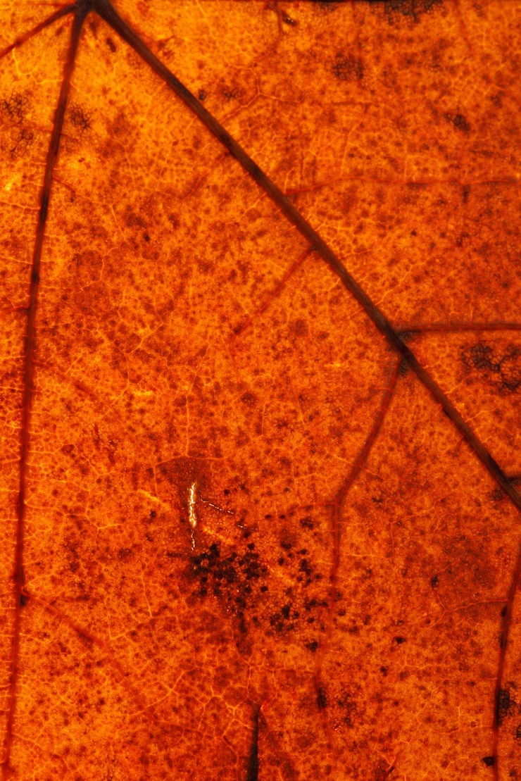 Foto belo close-up de folha de plátano. foto de alta qualidade