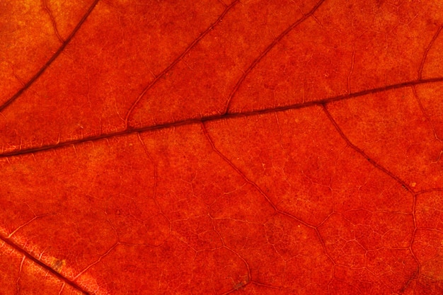 Belo close-up de folha de plátano. Foto de alta qualidade