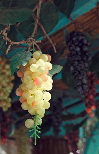 Belo close-up de uvas penduradas