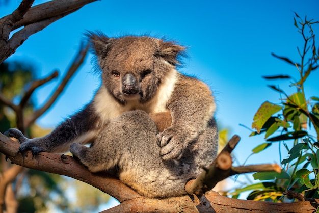 Belo coala relaxando na árvore de eucalipto contra o céu azul, Austrália