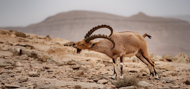 Foto belo coceira ibex macho mitzpe ramon israel