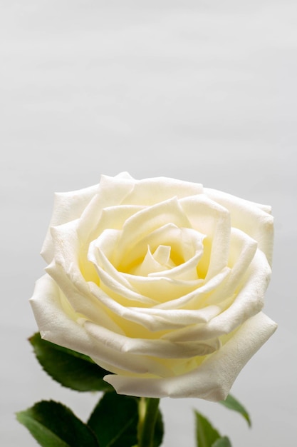 Belo conceito de flor branca florescendo grande rosa isolada em fundo cinza