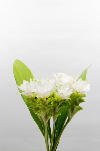 Belo conceito de flor Inflorescência de pathumma branco ou tulipa siam isolada em fundo cinza