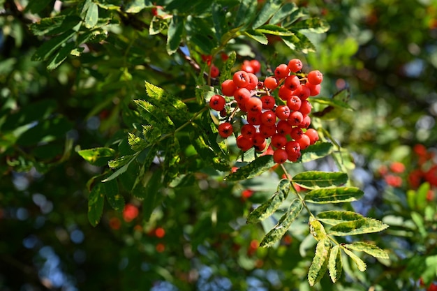 Belo conceito de natureza de outono Uma árvore com frutos vermelhos Sorbus torminalis