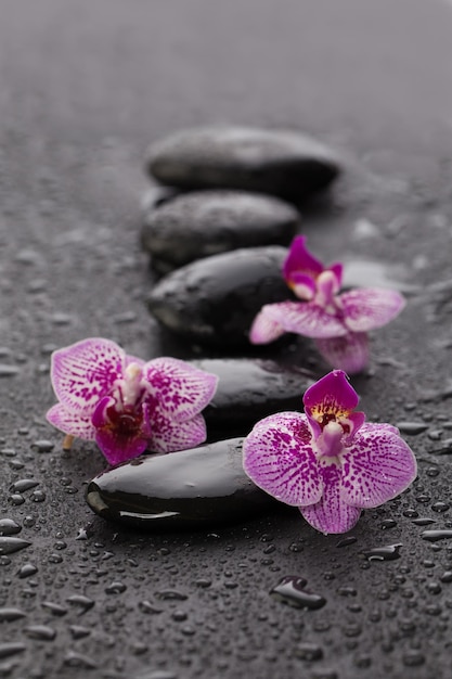 Belo conceito de spa de ramo de orquídea florescente em pedras zen molhadas em fundo preto com gotas de água