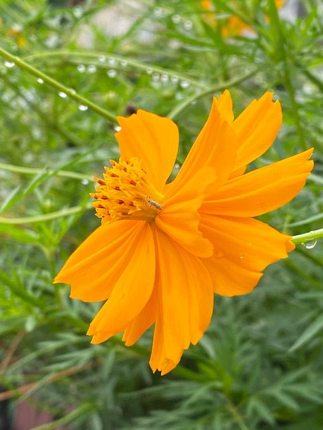 Belo cosmos amarelo no jardim