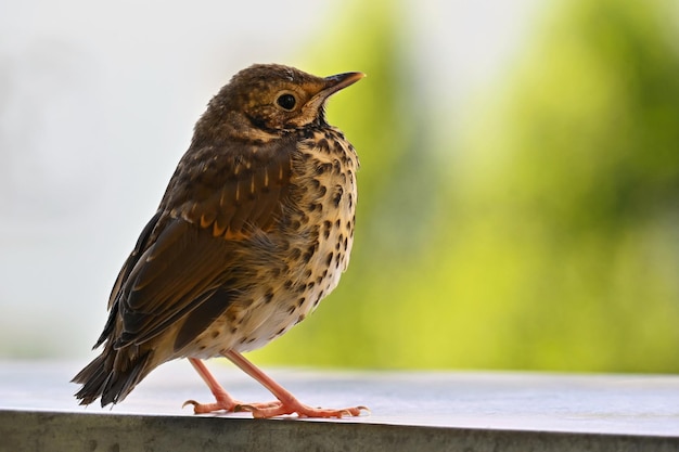 Belo detalhe e passarinho Turdus Linnaeus