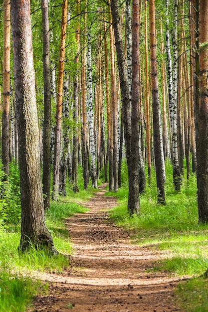 Belo dia de sinny na floresta. Árvores de vidoeiro entre o caminho.