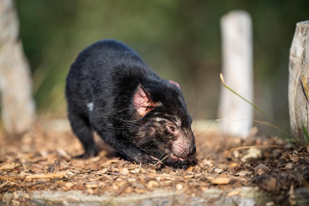 Belo diabo da Tasmânia no arbusto da Tasmânia Vida selvagem australiana em um parque nacional na Austrália na primavera