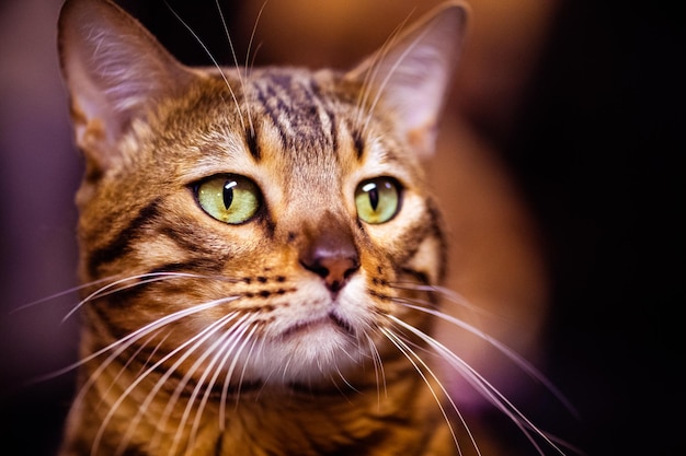 Belo e elegante retrato de animal de gato de bengala