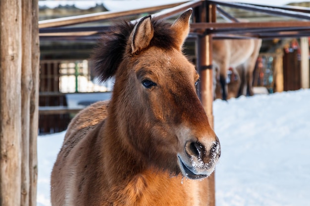 Belo Equus przewalskii caballus em uma estrada de neve