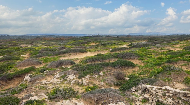 Foto belo espaço de areia com arbustos verdes