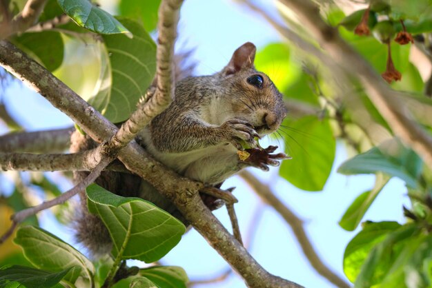 Belo esquilo cinza selvagem comendo nozes em uma árvore no parque da cidade de verão