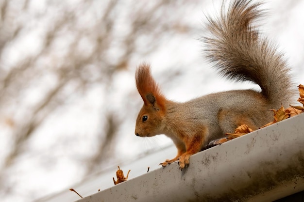 Belo esquilo vermelho selvagem ou sciurus vulgaris