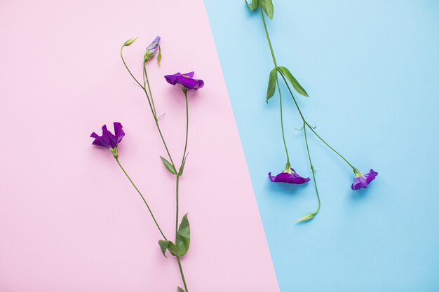 Belo eustoma em fundos de papel multicoloridos com espaço de cópia. Primavera, verão, flores, conceito de cor, dia da mulher.