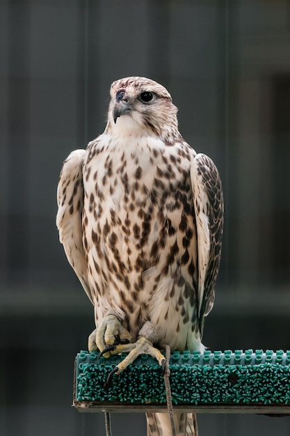 Belo falcão de perto