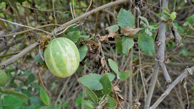 Belo fruto maduro de Echinocystis lobata também conhecido como pepino selvagem