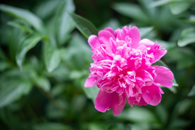 Belo fundo botânico floral com flores de peônia rosa no jardim de verão