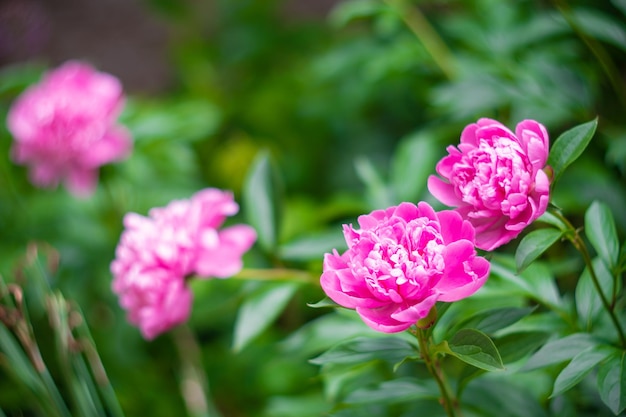 Belo fundo botânico floral com flores de peônia rosa no jardim de verão